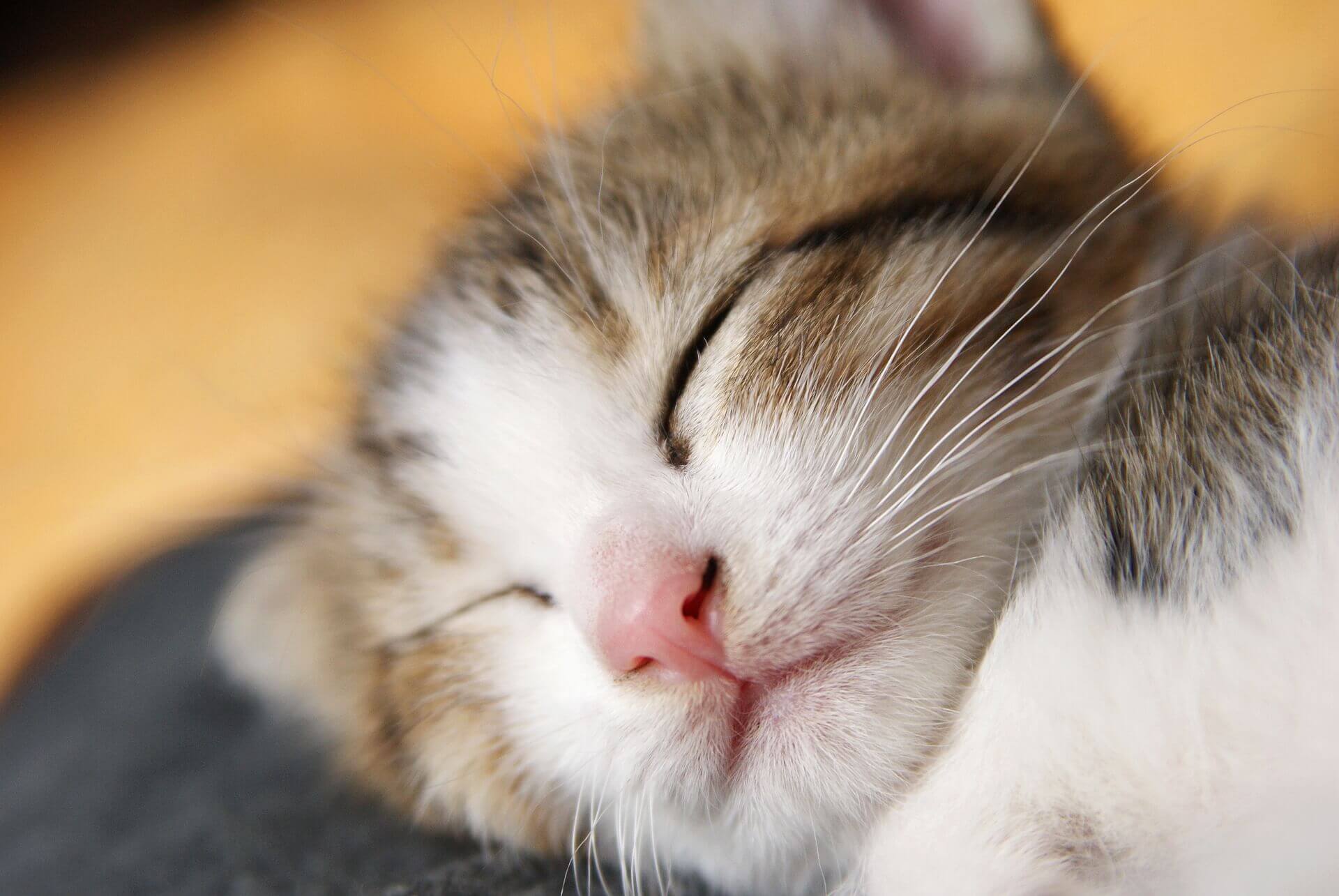 株式会社 花咲商事のアバター